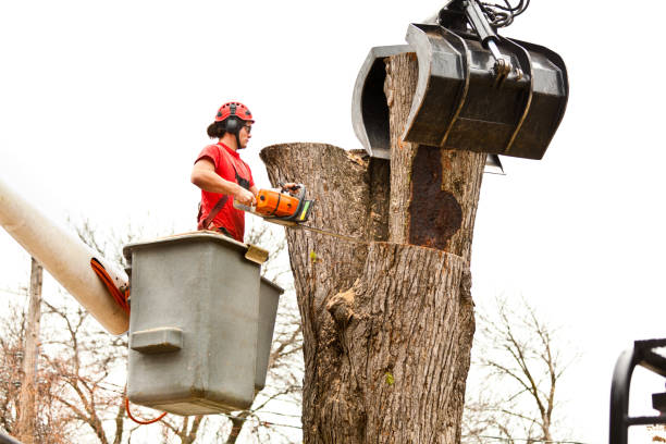 How Our Tree Care Process Works  in  Bradenton, FL